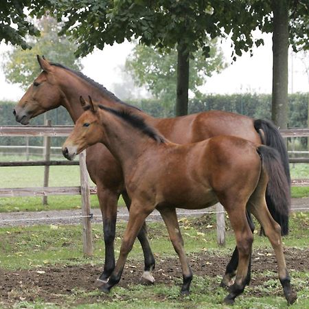 San Giacomo Horses & Agriturismo Arluno Kültér fotó