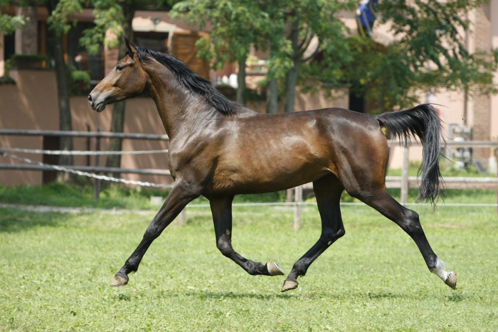 San Giacomo Horses & Agriturismo Arluno Kültér fotó