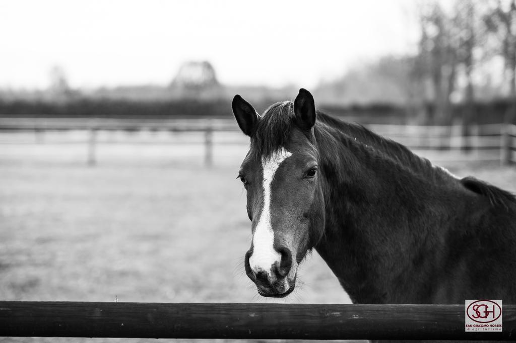 San Giacomo Horses & Agriturismo Arluno Kültér fotó