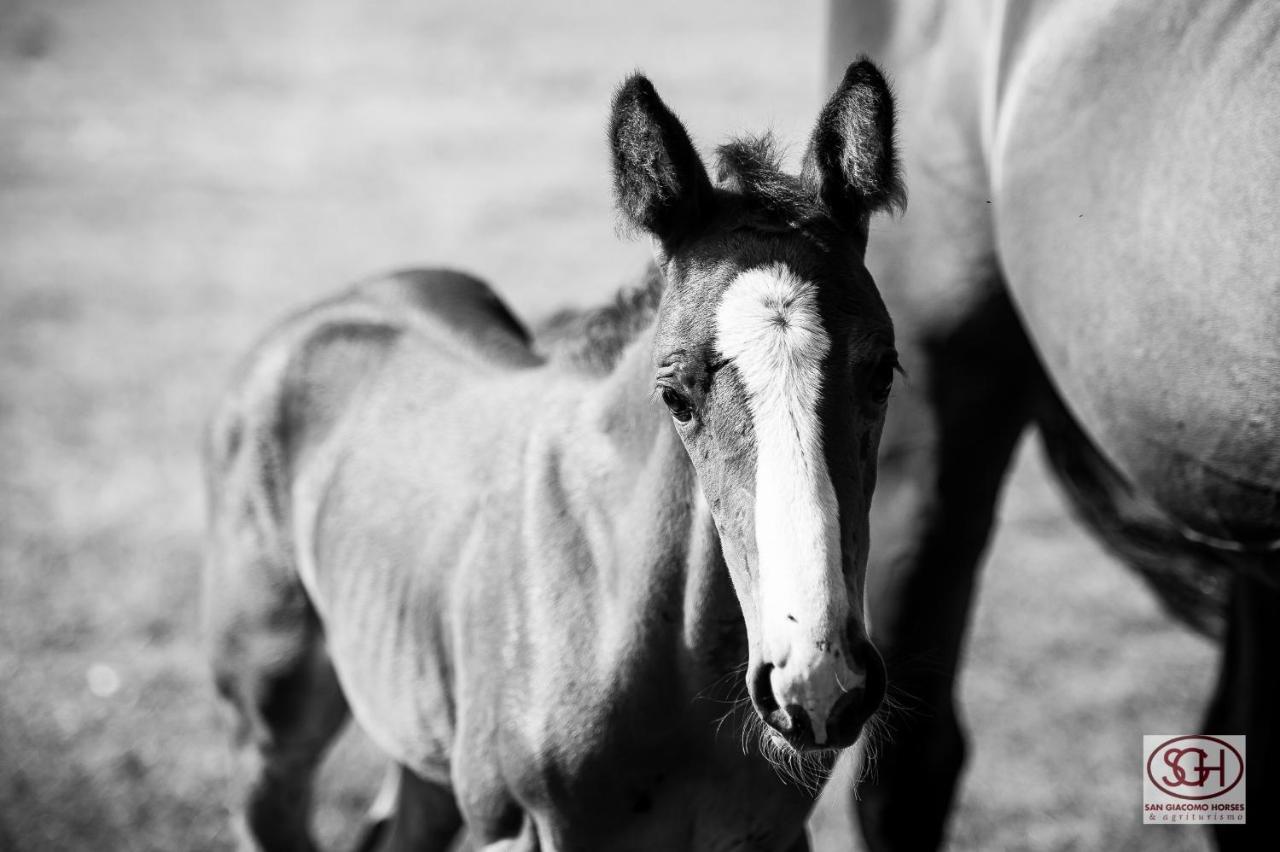 San Giacomo Horses & Agriturismo Arluno Kültér fotó